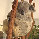 Sleepy Koala by Mike van der Hoorn