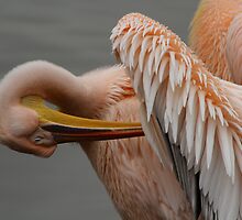 A Pelican's Cleansing Time by karina5