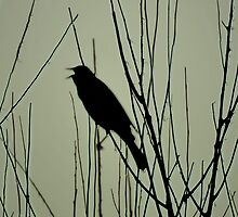 Songbird by jaeepathak