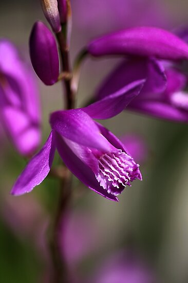 Japanese Orchid by Joy Watson Japanese Orchid by Joy Watson