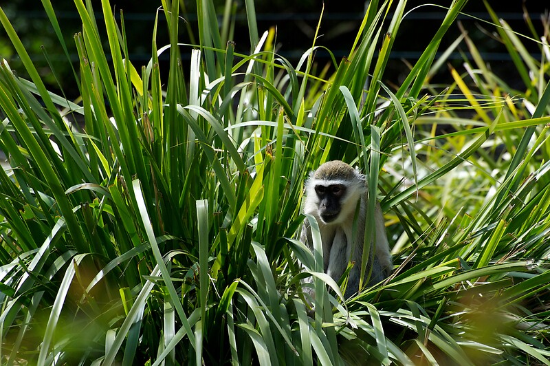"Monkey In The Grass" by GP1746 Redbubble