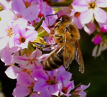 Pollination On Pink by tmac