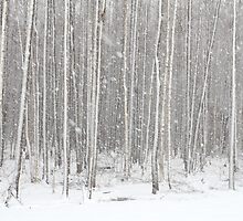 Snowfall by Remo Savisaar