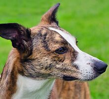 Staying Alert by Susie Peek