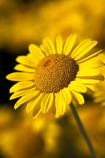 Hot in the Sun by Joy Watson Hot in the Sun by Joy Watson
