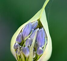 New beginnings by Chris Brunton