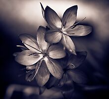 Even in a black and white world, colour can speak volumes by Brian Dukes
