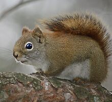 Intruder Alert! by Heather King