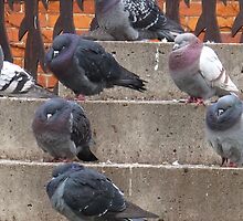Pigeon stoop by MarianBendeth