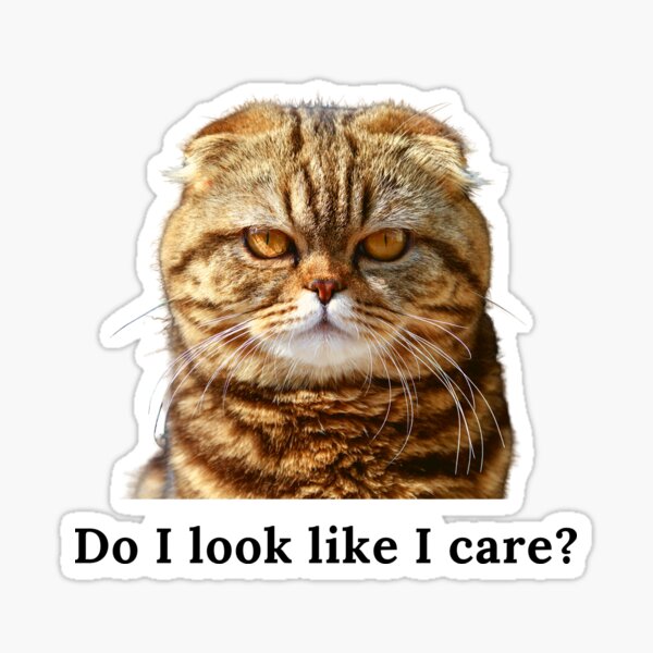 One Grumpy Cat Sticker By CatJoys Redbubble