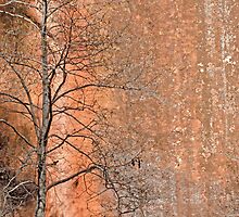 Salmon by photojeanic