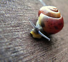 Snail on the gardenseat by Hans Bax