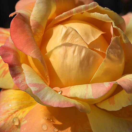 Resting on my Petals by Joy Watson Resting on my Petals by Joy Watson