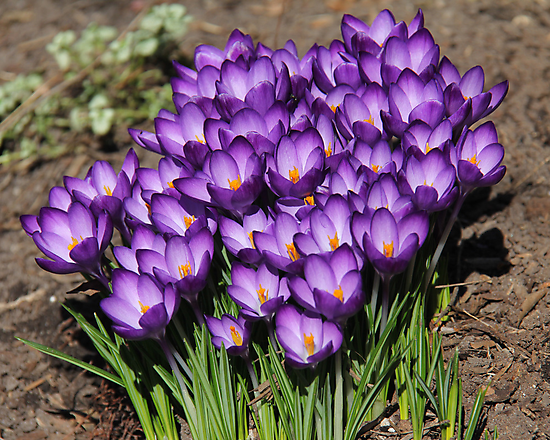 Spring Showers bring April Flowers
