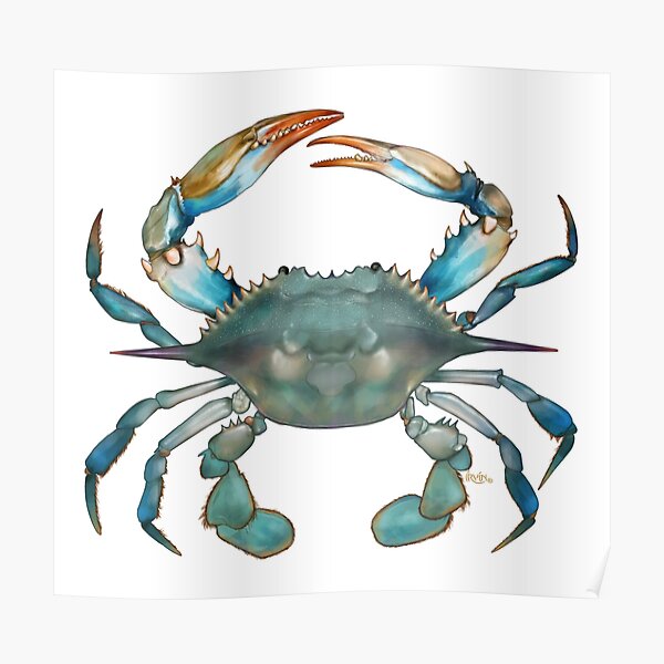 Blue Crab Poster By Trevorirvin Redbubble