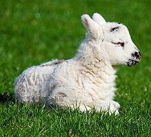 Lamb - A Newborn by taiche