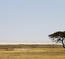 Etosha by Antionette