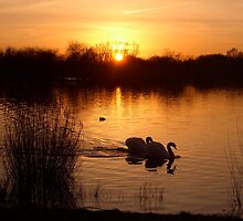Swan Couple at Sunset by EdPettitt