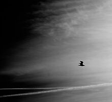 Scarborough Seagull by Speculum Anima Photography