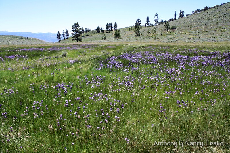 "Field of Purple Wildflowers,Peavine Mountain,Reno Nevada" Canvas