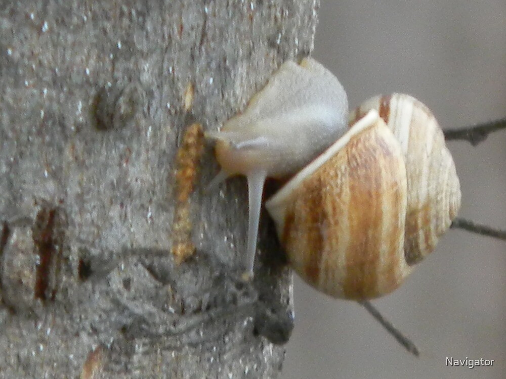 "Snail Antenna?" by Navigator Redbubble