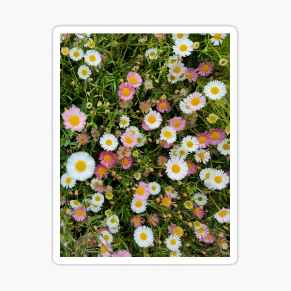 Beautiful Daisy Flowers Sticker For Sale By Art Deco Lady Redbubble