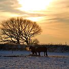 Ponies in Winter by axp7884