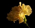 Art Photography - Yellow Carnation Flower by axp7884