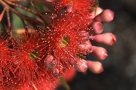 Flowering Eucalyptus by Joy Watson Flowering Eucalyptus by Joy Watson