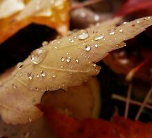 autumns balance~ by Brandi Burdick
