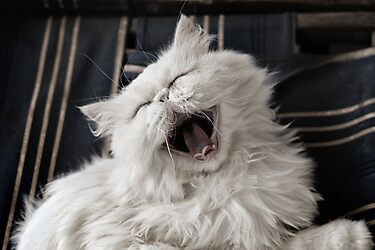 They say that NOTHING beats a good belly laugh! by micklyn