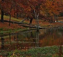 Lake and Reflection by Ginger Barritt