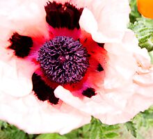 I love my peach Poppy by joiwatani