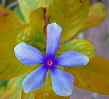 The Wonder Spring Flower On the Mountain by NikunjVasoya