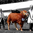 Northumberland Show by axp7884