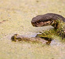 Guarding the Prey by Paul Wolf
