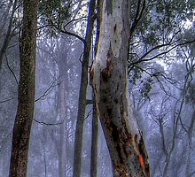 A Road Less Travelled - Victorian Alps (Vertical Crop) #2 - The HDR Experience by Philip Johnson