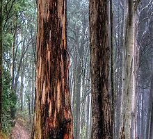 A Road Less Travelled - Victorian Alps (Vertical Crop) # 3 - The HDR Experience by Philip Johnson