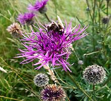 Bee by Stevie B