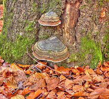 Details of an enchated forest II by João Figueiredo