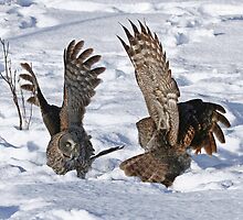 My wings are bigger than yours by Heather King