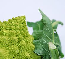 Romanesco by jojobob