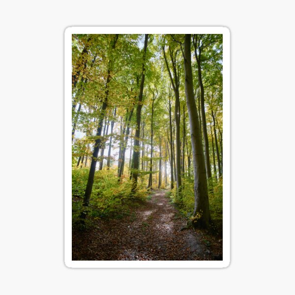 Tall Trees Sticker For Sale By Shihaams Redbubble