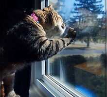 Why The Window Is Always Dirty by jodi payne