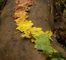 Autumn Leaf Trail by CecilysSong