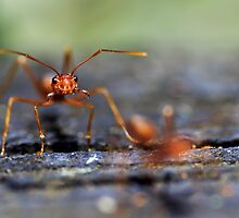 Don't mess with me by Kelvin Won