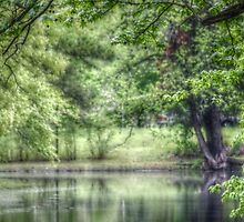 Reflective Pond by Ginger Barritt