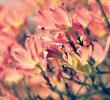 a friendship unfolds~ by Brandi Burdick