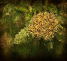 Wild Weeds by Ginger Barritt