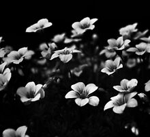 SAXIFRAGA 'WHITE PIXIE' by Redtempa